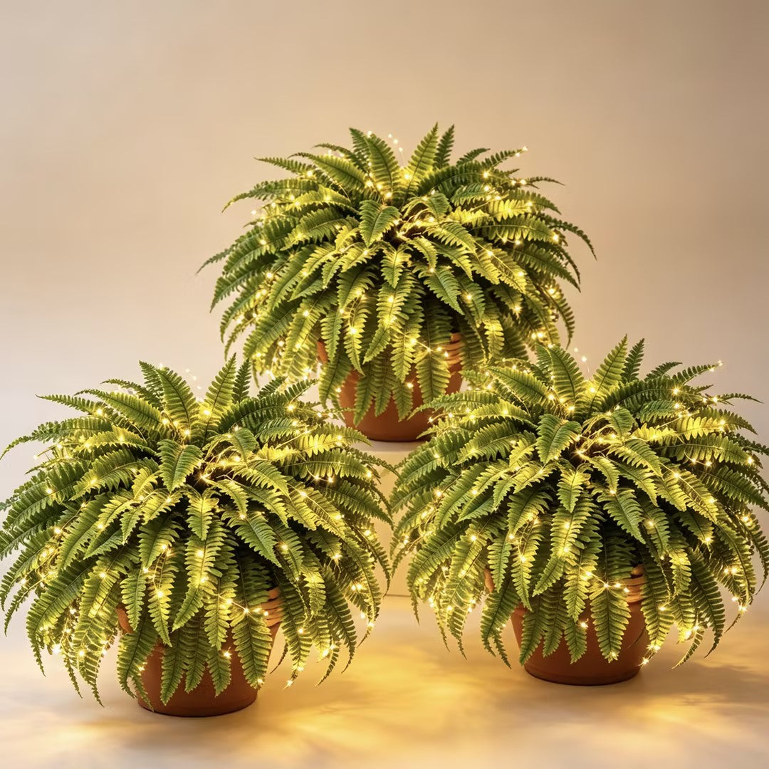 Three decorative Boston ferns with warm glowing lights arranged in planters