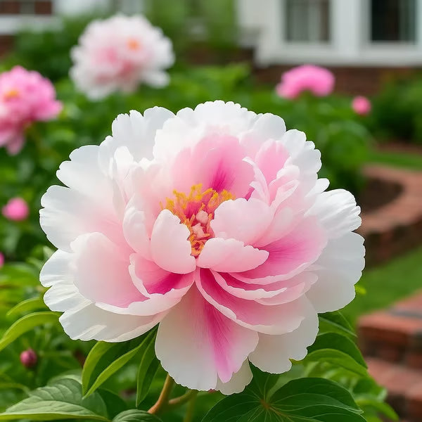 Rare Double Peonies &🌺 That Bloom Big & Beautiful